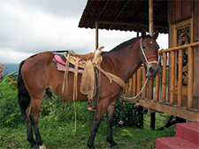 Costa Rica-Arenal-Arenal Volcano & Waterfall Horse Journeys